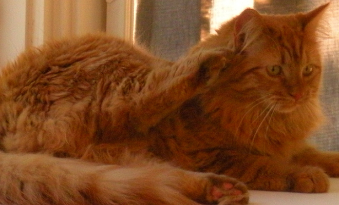 Cat Finders » Blog Archive » Lost orange tabby cat: Bedford, NH (Uh Oh)