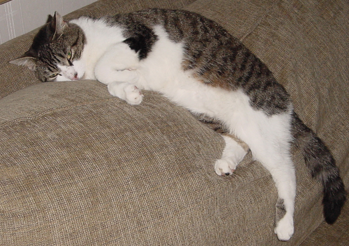 gray tabby cat white and caramel belly gray tabby cat white and caramel belly