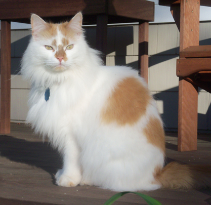 white with orange spots cat