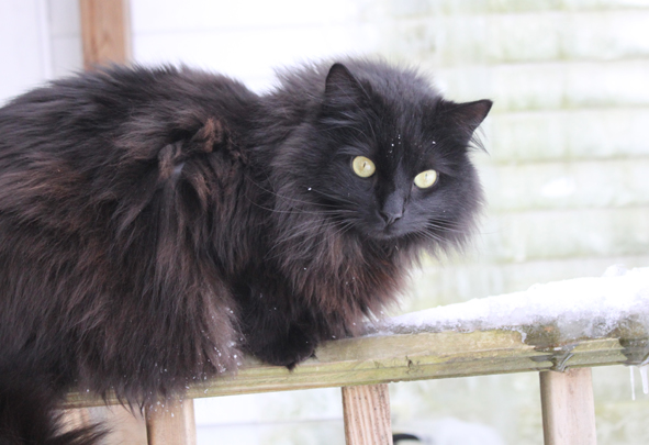 Long haired shop black tabby