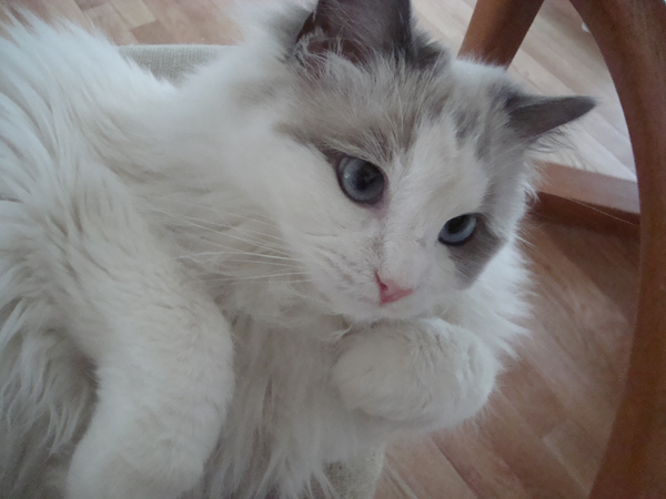 grey and white ragdoll