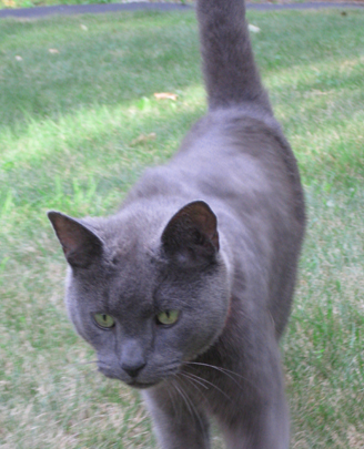 smoky gray cat