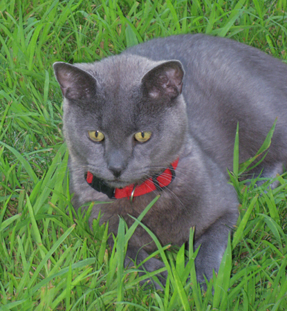 smoky gray cat