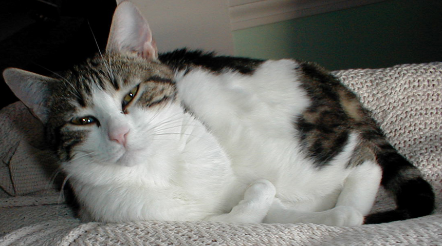 Cat Finders » Blog Archive » Lost white cat with dark tabby patches