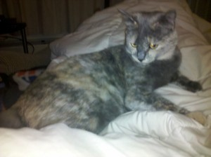 Cat Names For Female Torte Cat Names For Female Torte
