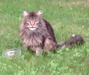 Hancock Found Maine Coon