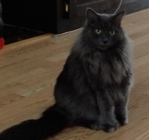 Cat Finders » Blog Archive » Lost: fluffy dark gray cat; Londonderry