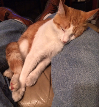 ginger and white tabby cat