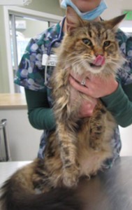 Is this your cat?