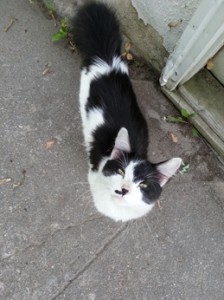 Is this your cat?