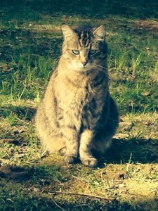 Have you seen this cat?