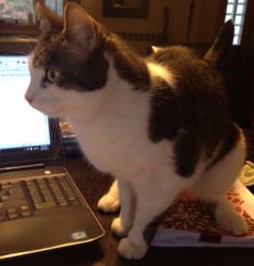 Missing in Marlborough