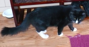 Is this your lost cat?