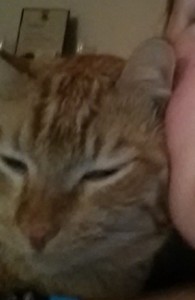 Otto