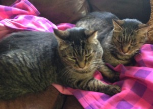 Cheech and Gagoots