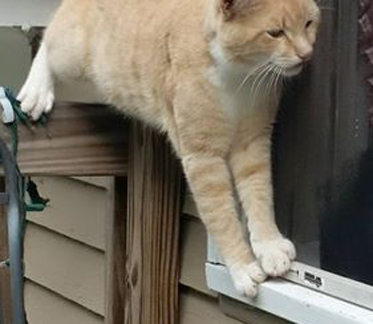 Buff and white sales cat