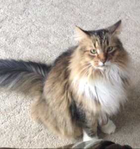 Elliott