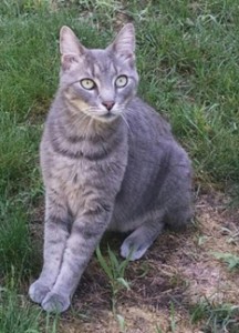 Chauncey