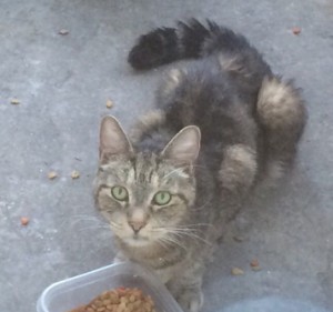 Is this your lost cat?