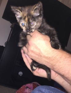 Is this your kitten?