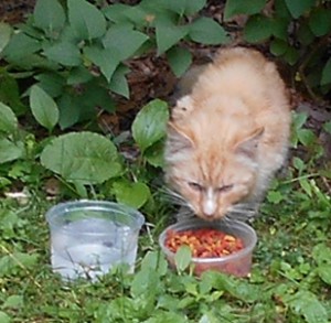 Is this your lost cat?