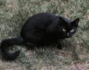 Is this your missing cat?