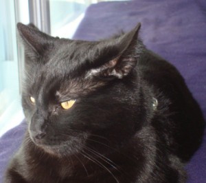 Shadow