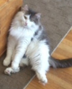 Murphy