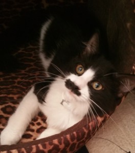 Is this your lost cat?