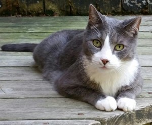 Elwood