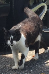 Is this your lost cat?