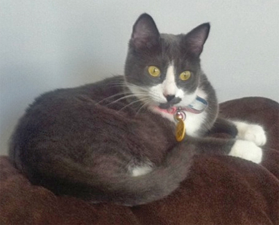 grey and white shorthair cat