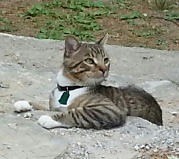 Tabby cat with white chest deals and paws