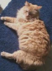 Friskie