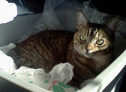 Cat Finders » Blog Archive » Lost: brown tabby; Hooksett, NH (Macy)
