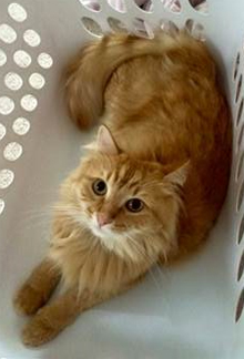 fluffy orange tabby cat