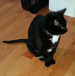 Remy
