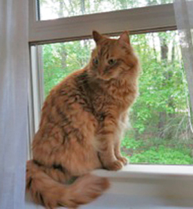 fluffy orange tabby cat