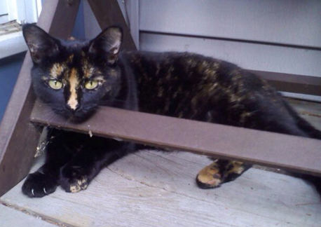 missing tortoiseshell cat