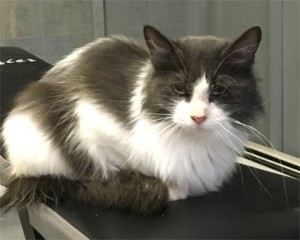 Is this your lost cat?