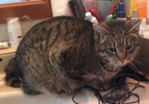 Londonderry FB 2 Found tabby Mar 5