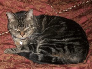 Londonderry Striper dk tabby aug 10
