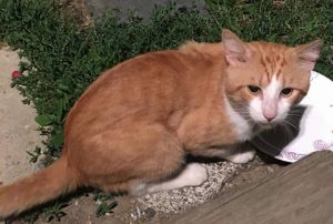 Is this your missing cat?