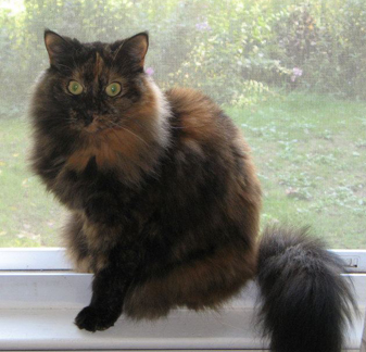 Cat Finders » Blog Archive » Lost: long haired tortoiseshell cat; Epping,  NH (Snickers)