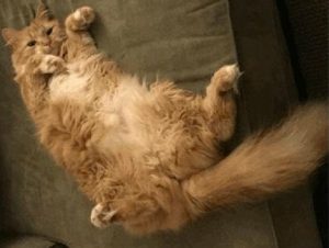 Lulu