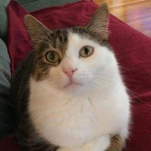 Mr. Patches
