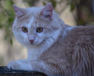 Jasper