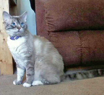 blue point siamese mix