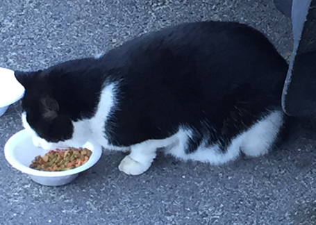 black and white cat; Epping, NH