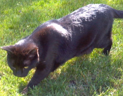 big black domestic cats